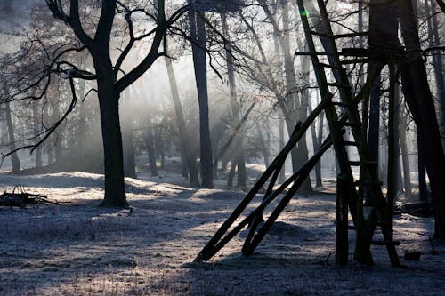 冬季在树上的梯子的轮廓
