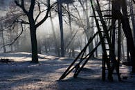 雾气缭绕的冬季森林中，树木的剪影和木梯在流淌的阳光中显现