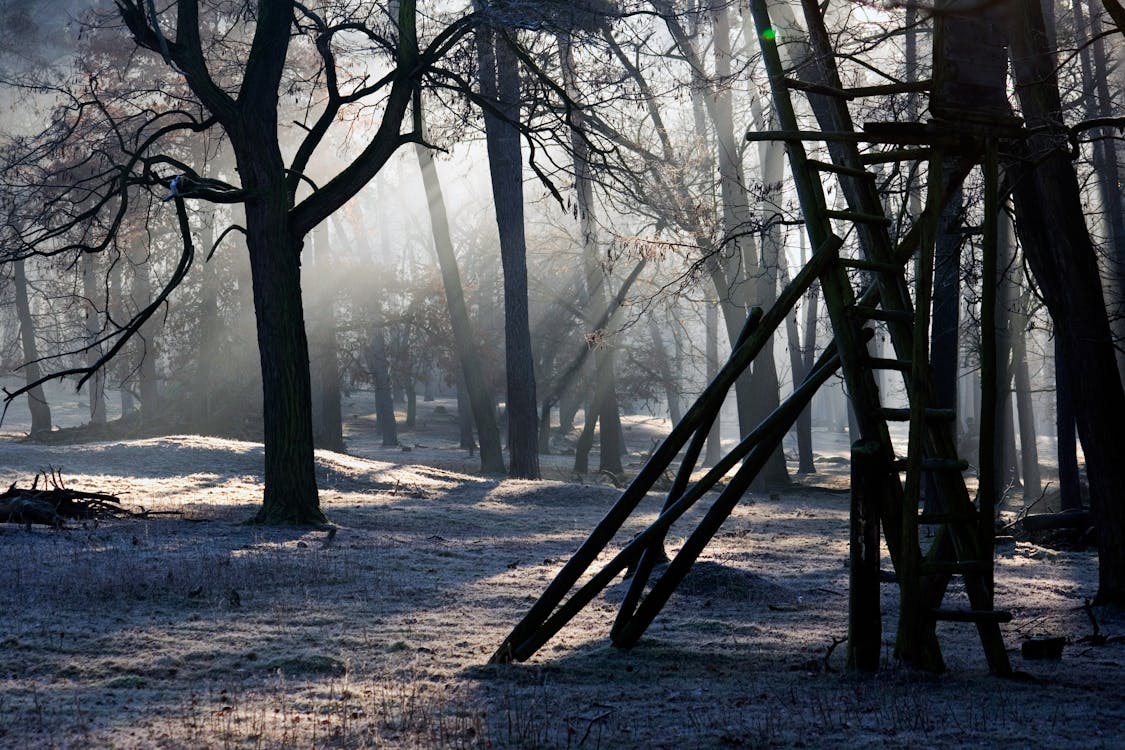 бесплатная Силуэт лестницы на дереве в зимний сезон Стоковое фото