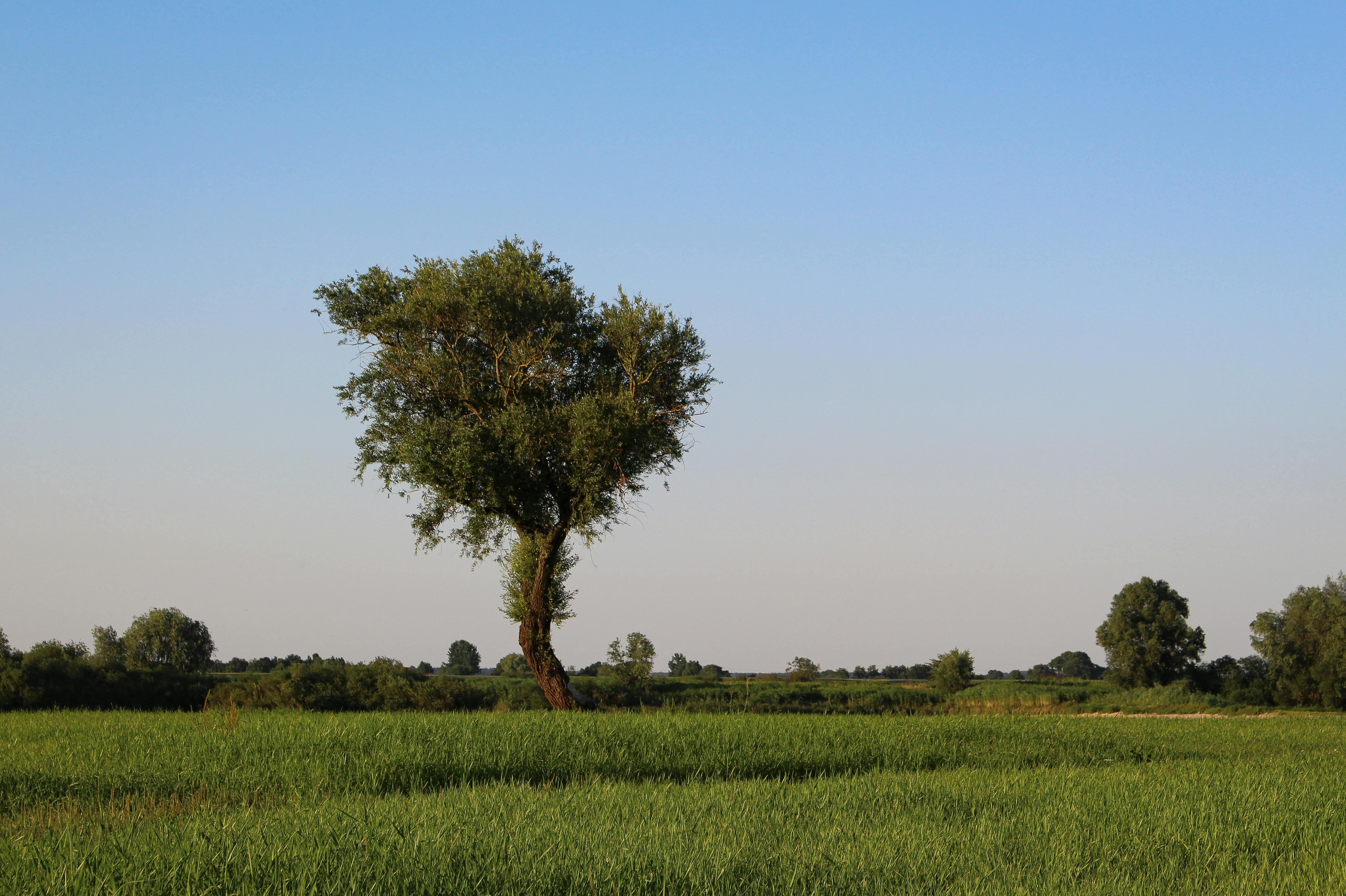 Vignoble Lorraine