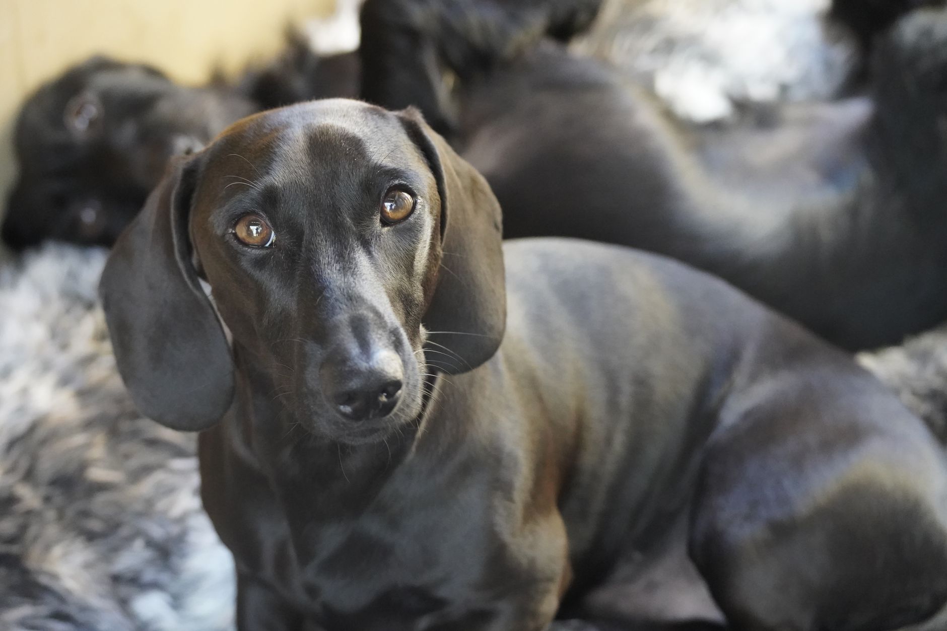 Veterinary care for a dog