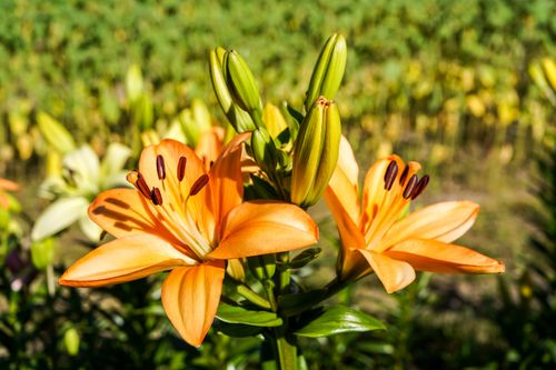 Free Vibrant orange lilies in full bloom in a sunny summer field, showcasing natural floral beauty. Stock Photo