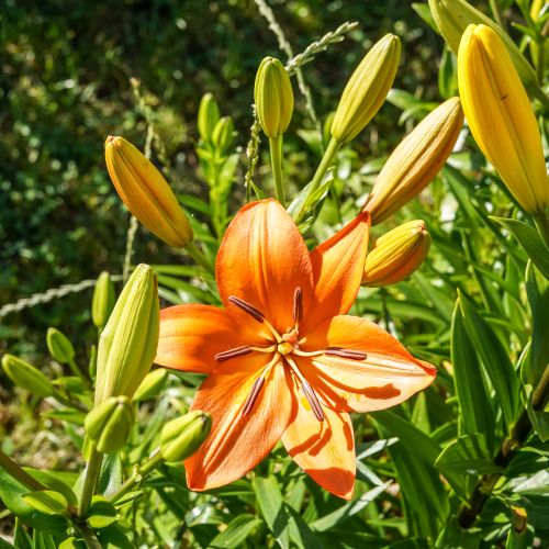 Free A stunning orange lily in full bloom among buds and green foliage under bright sunlight. Stock Photo