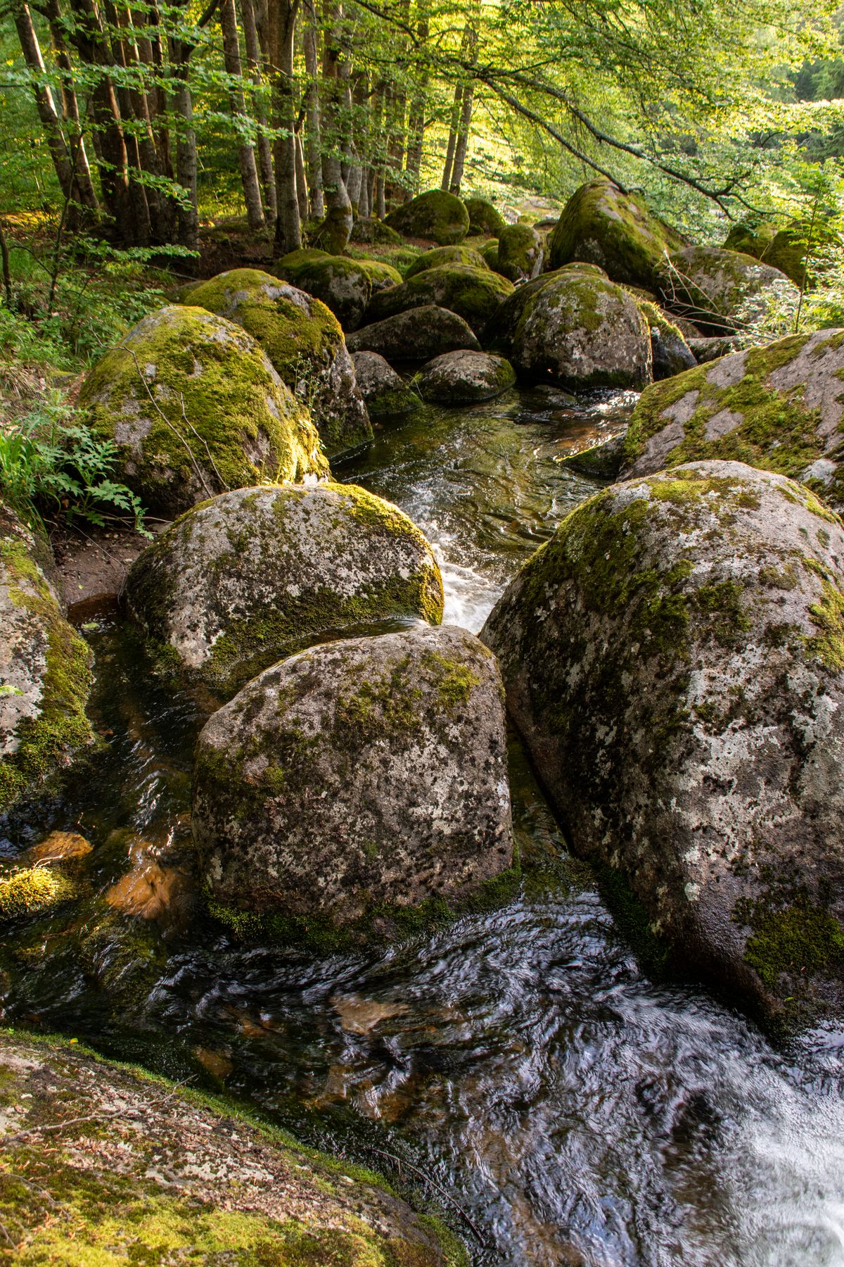 Mossy granite boulders and a stream in the Huelgoat forest