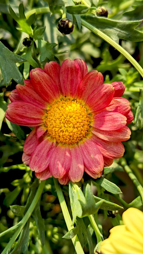 Free A vibrant close-up of a pink chrysanthemum with a yellow center surrounded by green foliage. Stock Photo