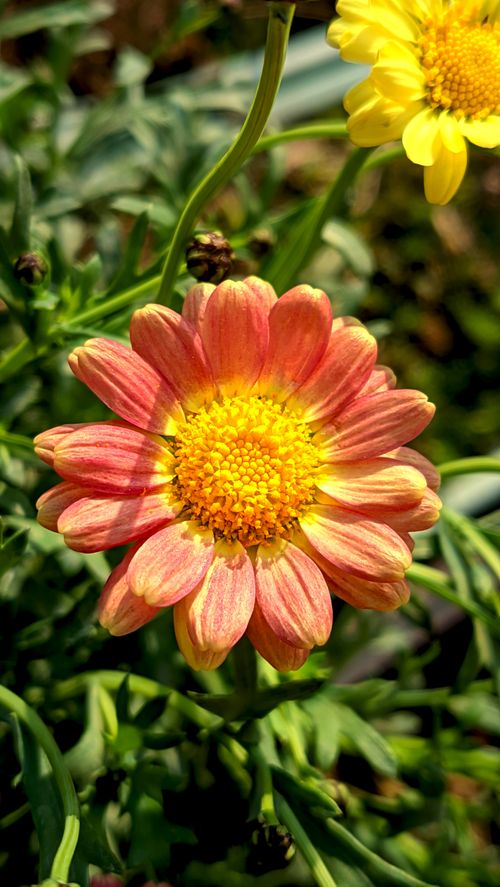 Free A stunning orange and yellow flower captured in full bloom during springtime. Stock Photo