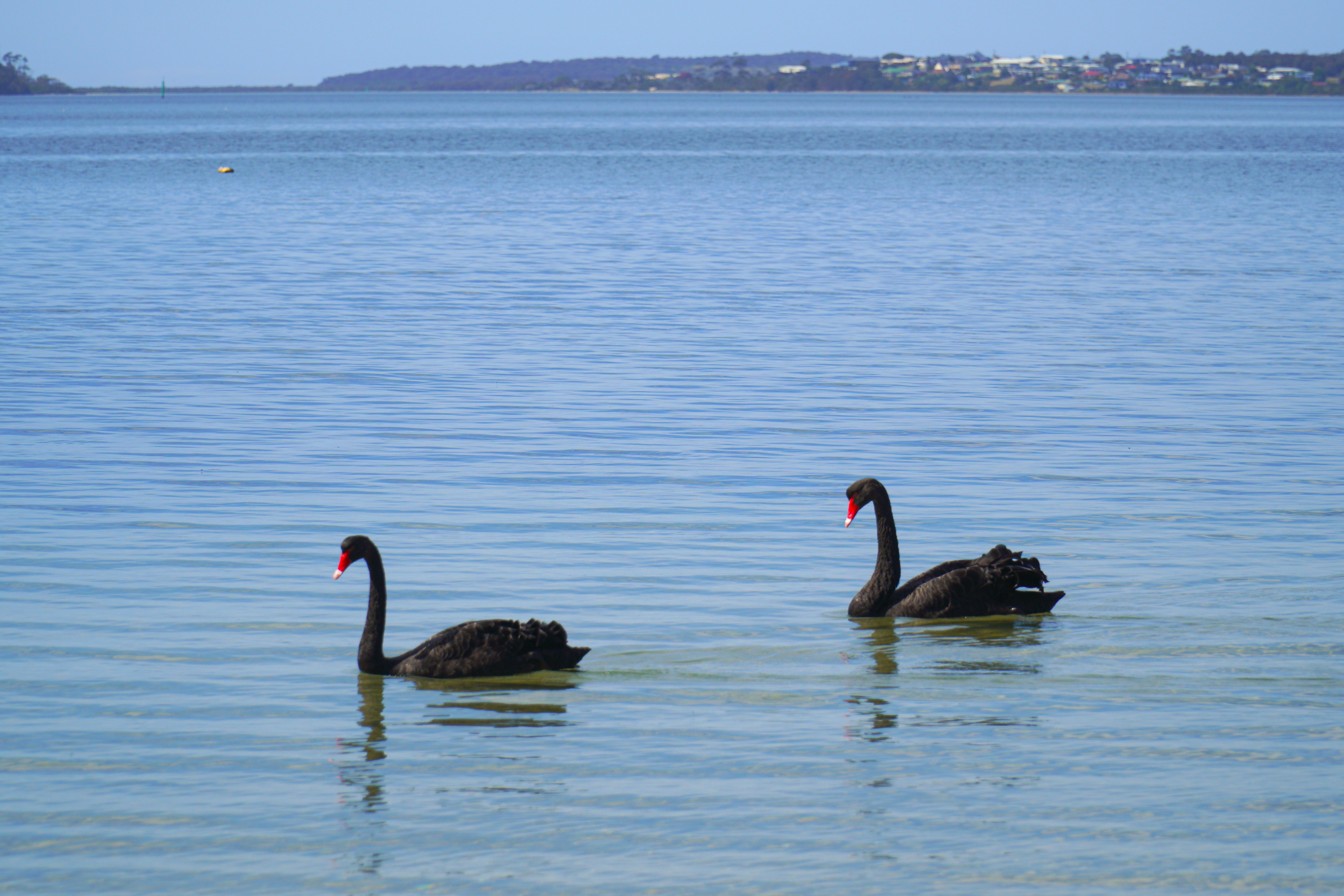 Two black swans gracefully swim in St Helens, Tasmania under a clear sky.