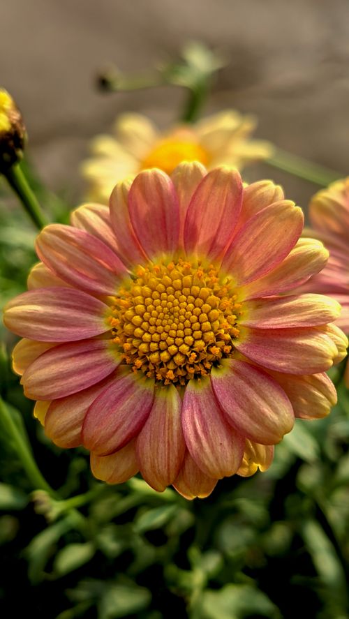 Free Close-up of a vibrant pink chrysanthemum blooming in daylight, highlighting its intricate petals and vivid colors. Stock Photo