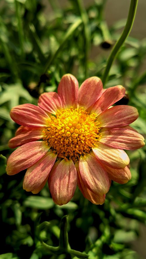 Free Vibrant close-up of a pink and yellow daisy in full bloom, showcasing intricate details and natural beauty. Stock Photo