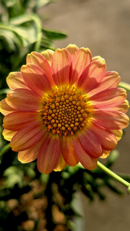 Free Close-up of a vibrant pink and yellow Dahlia flower with sunlight highlighting the intricate petals. Stock Photo