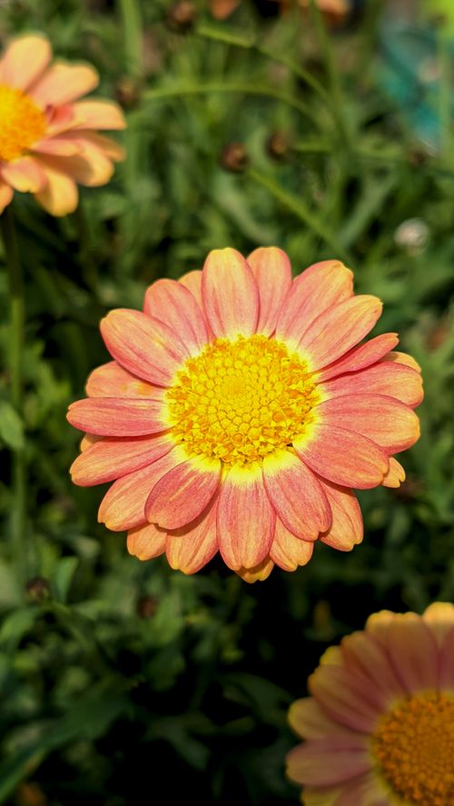 Free A detailed close-up of a pink daisy flower with yellow center, showcasing its vibrant colors in natural sunlight. Stock Photo