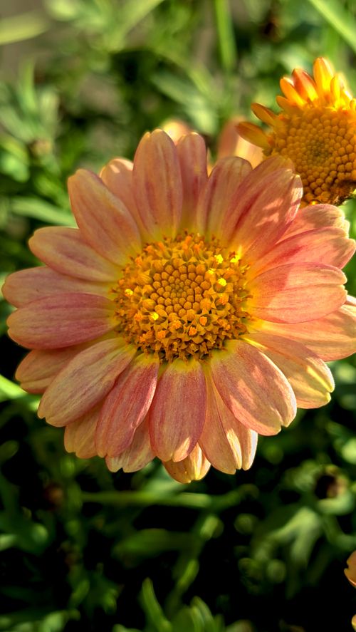 Free Detailed shot of a vibrant chrysanthemum flower showcasing its intense colors and intricate petals. Stock Photo