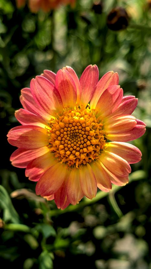 Free A close-up of a vibrant zinnia flower displaying its striking pink and yellow petals in natural sunlight. Stock Photo