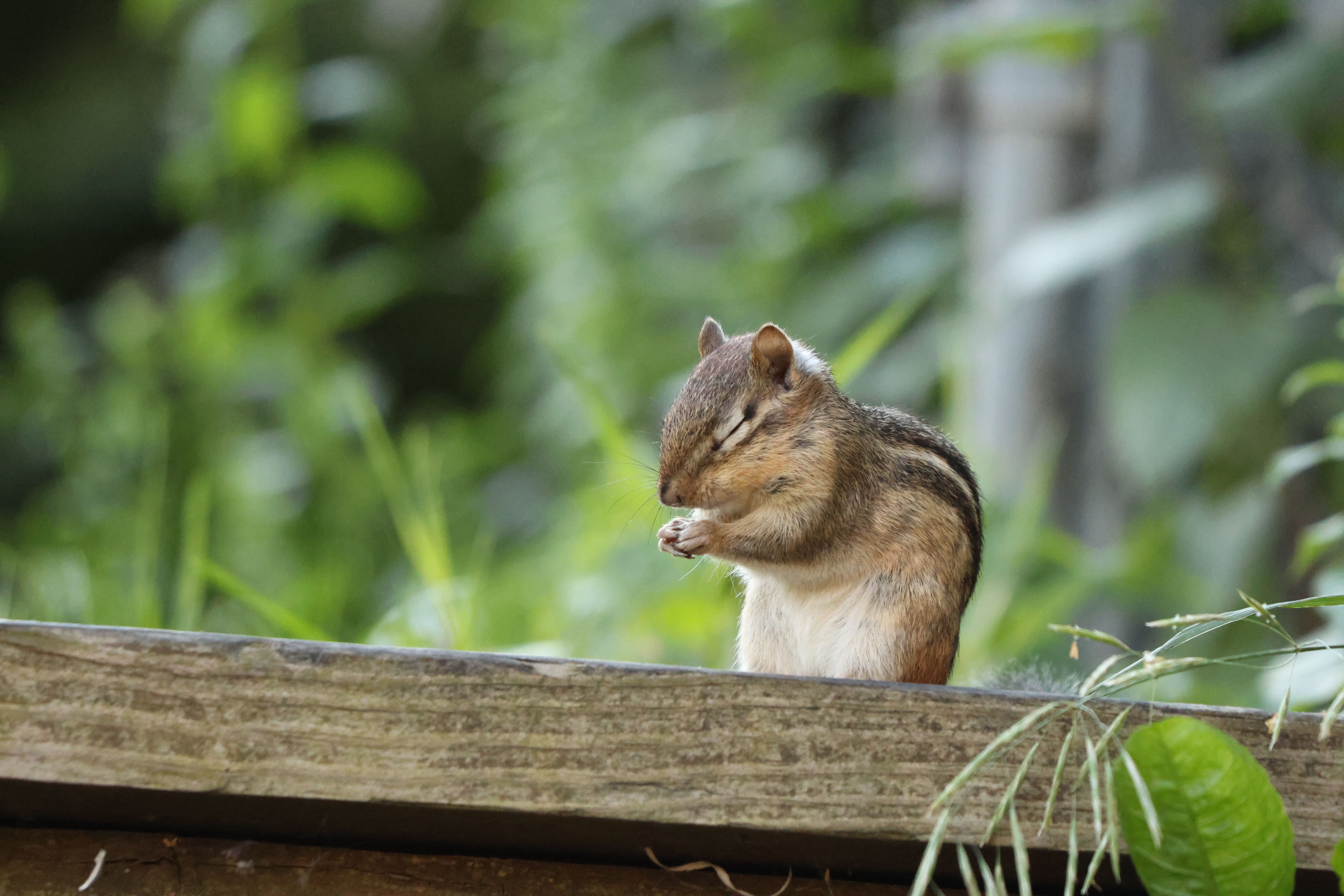 Cute chipmunk on a wooden ledge in Burnsville, Minnesota, USA during summer.