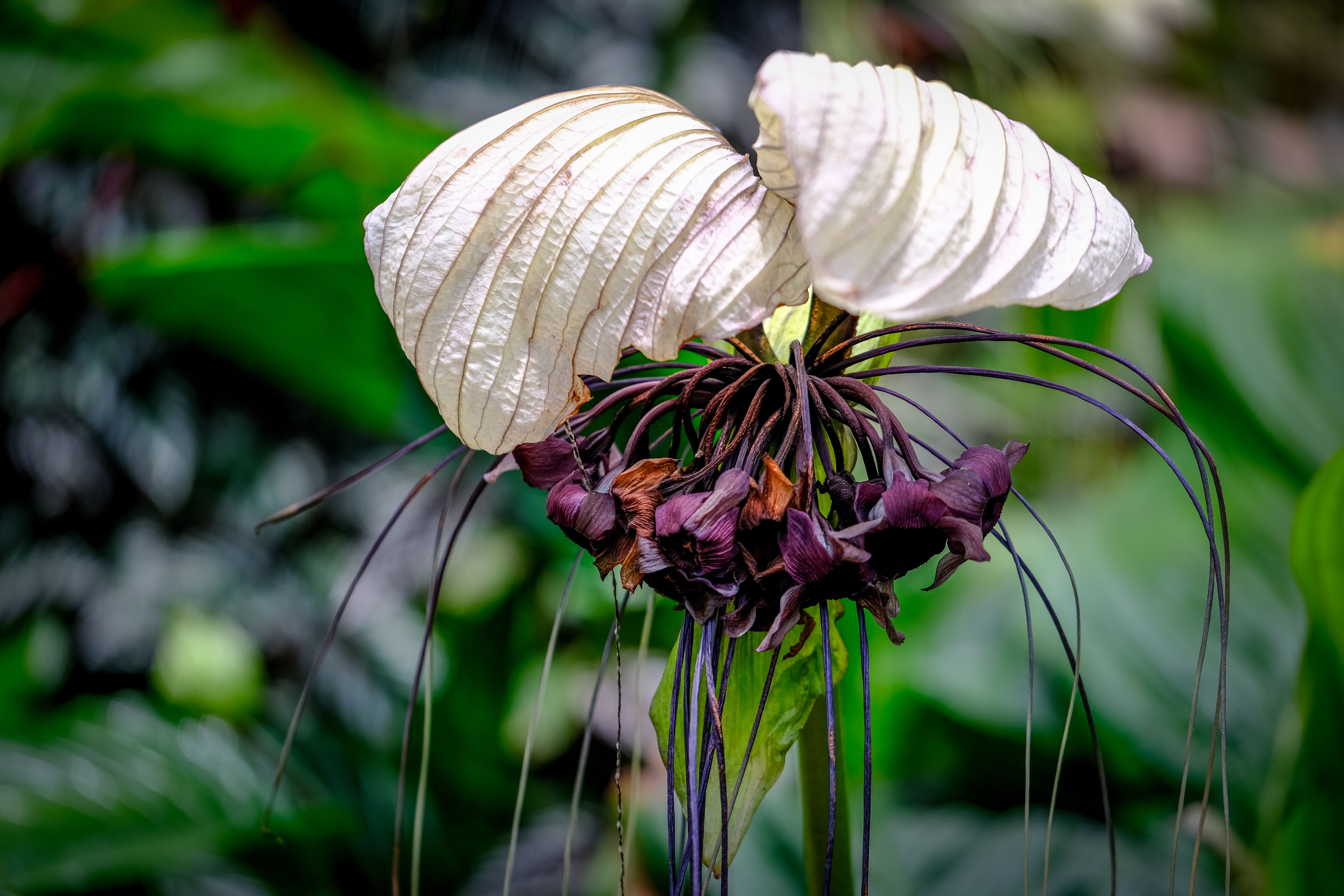 Black Bat Flower
