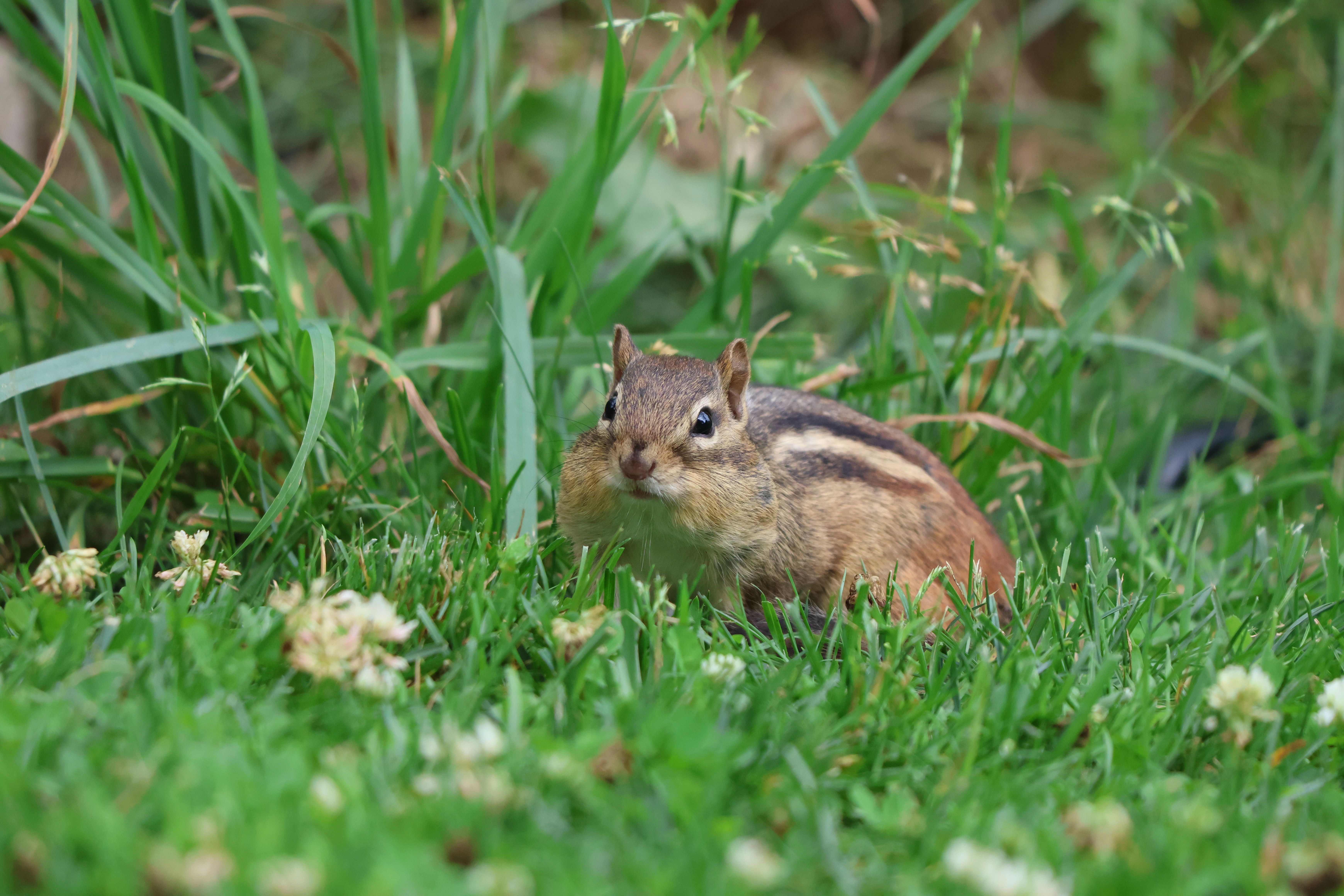 A cute chipmunk amidst clover and grass in Burnsville, Minnesota during summer.