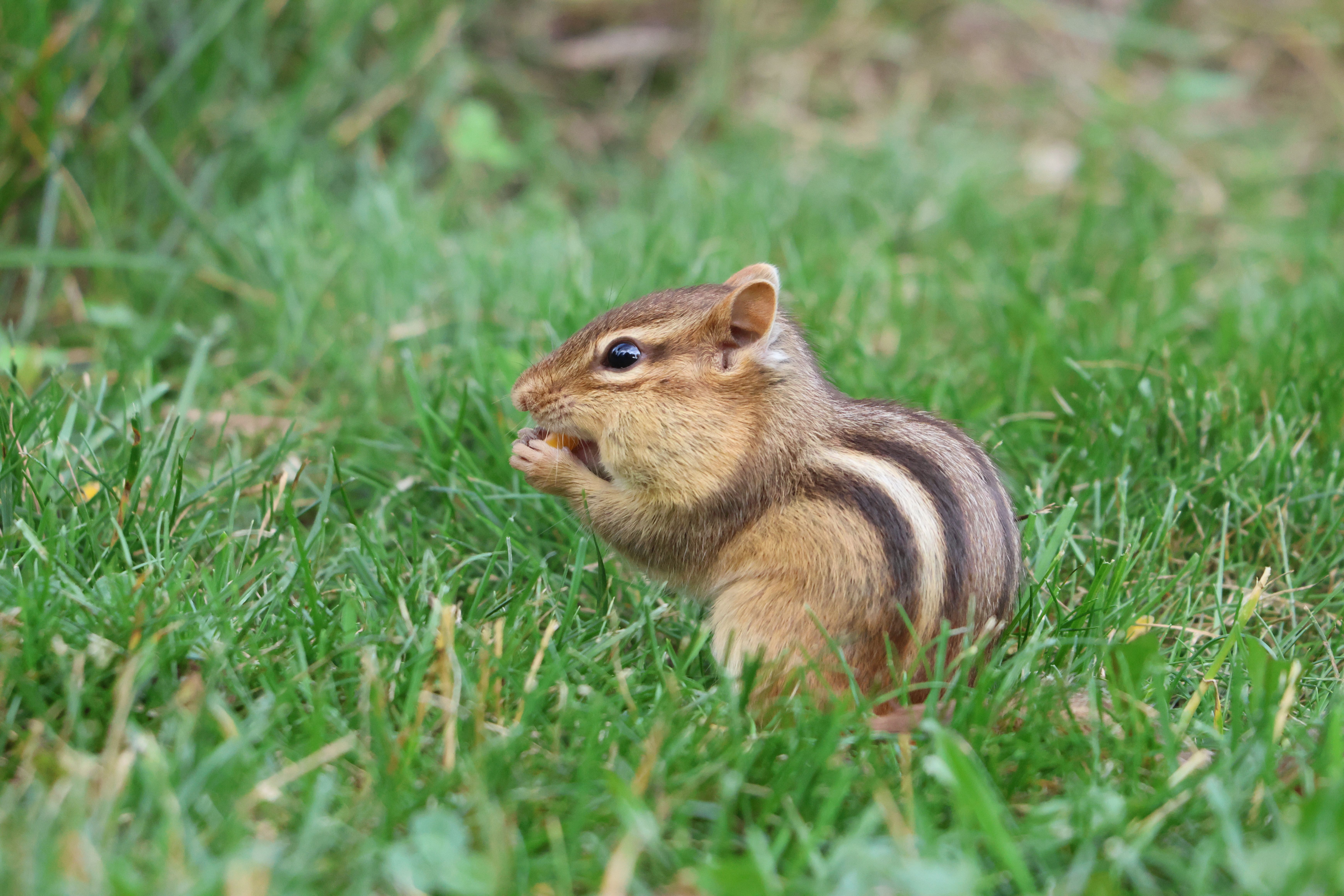 A cute chipmunk eating in a grassy field in Burnsville, Minnesota, during summer.
