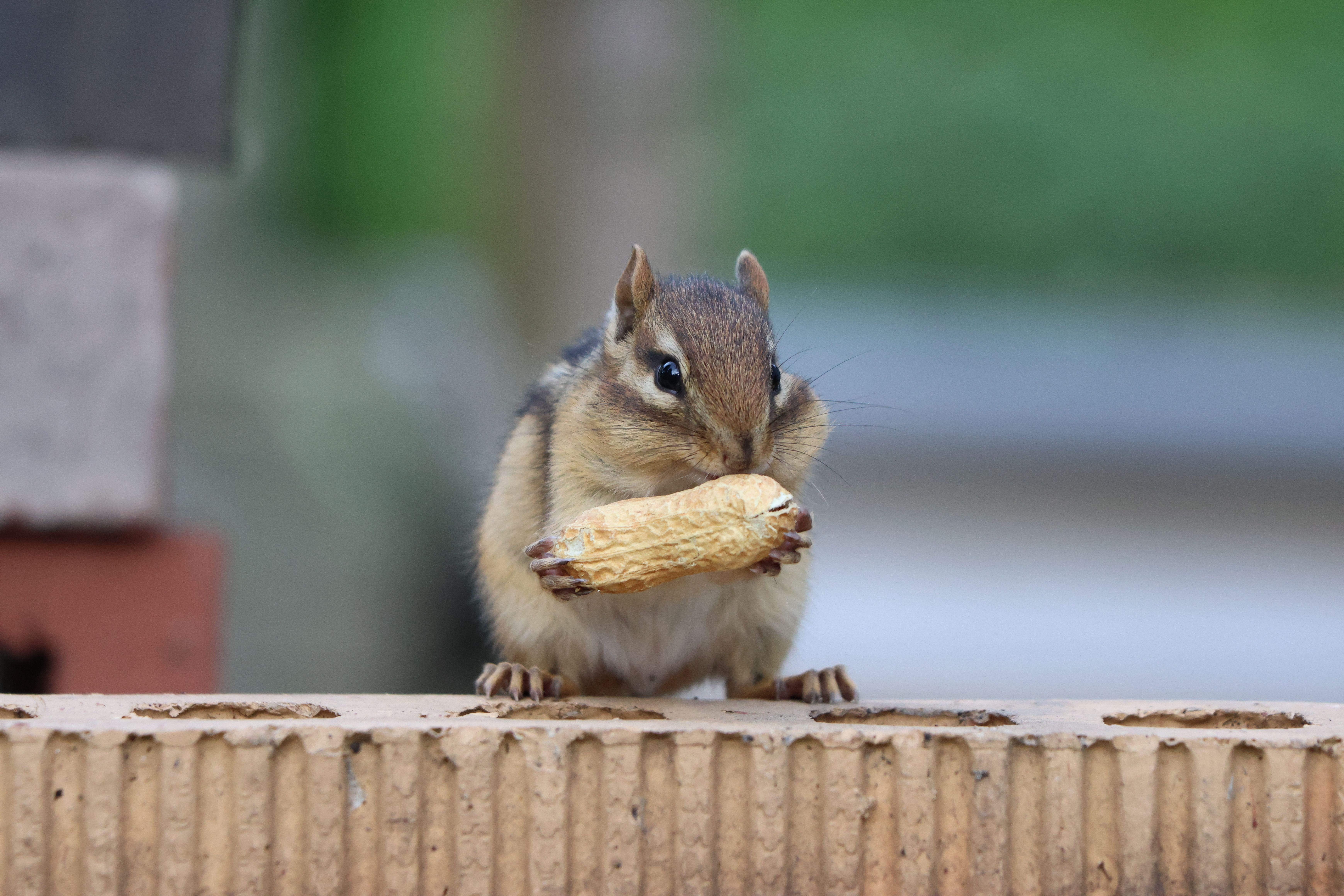 Adorable chipmunk enjoying a peanut outdoors on a summer day in Burnsville, Minnesota.