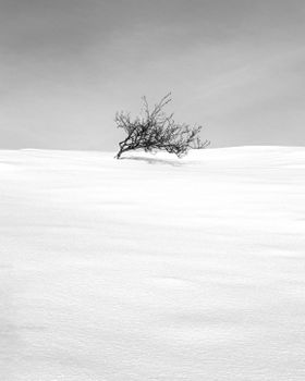 A lone tree in a vast snowy landscape embodying serenity and solitude.