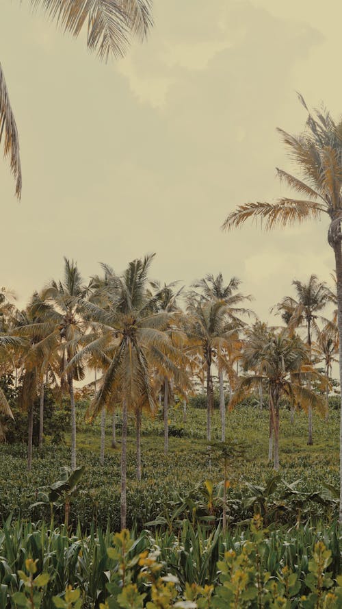 Free stock photo of palm, palm trees, tropic