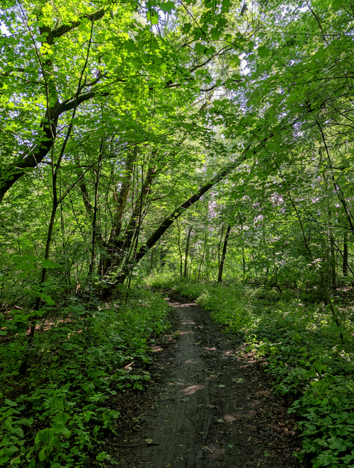 Free A tranquil forest pathway surrounded by vibrant green foliage in the summertime. Stock Photo