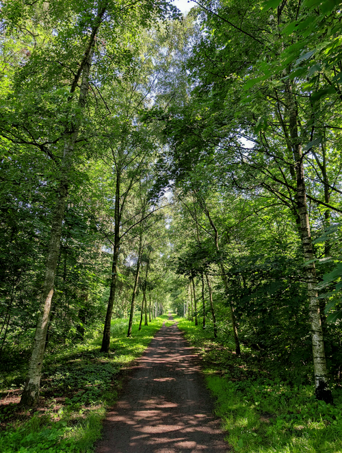 Free A peaceful tree-lined path through vibrant green forest during daylight. Stock Photo
