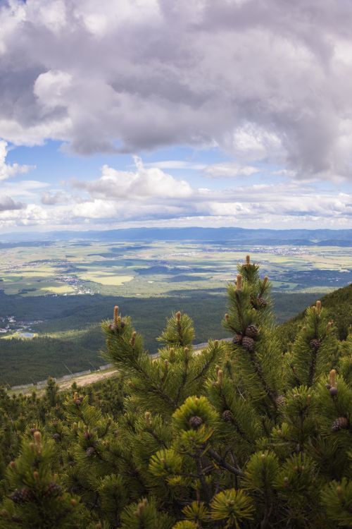 Free Scenic mountain view with lush pine trees and expansive sky, ideal for nature themes. Stock Photo