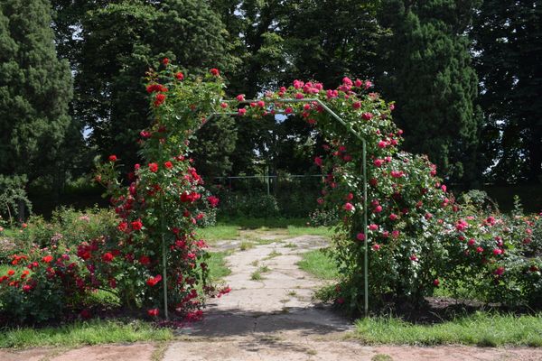 Red Rose Archway jigsaw puzzle