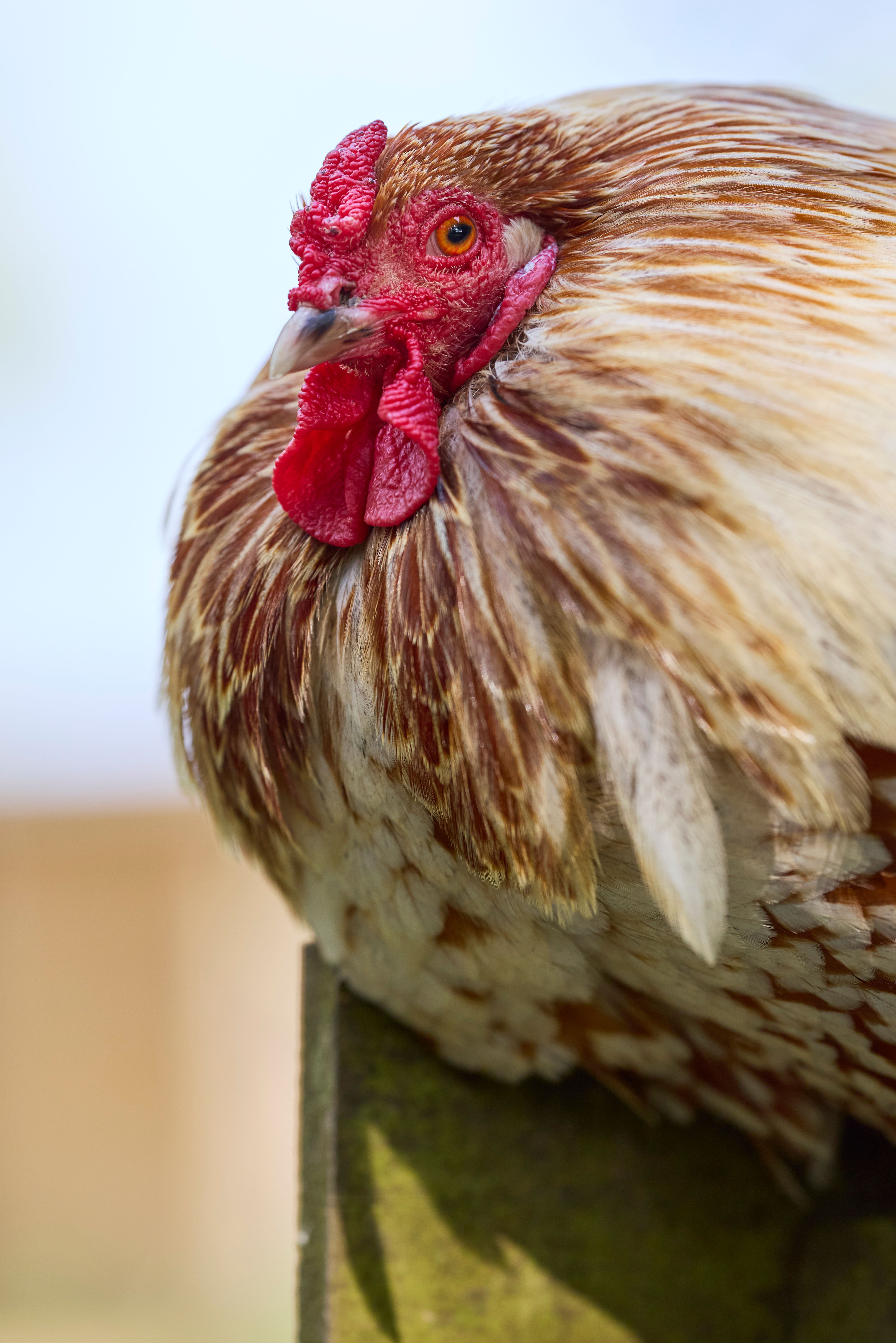 Detailed close-up of a brown chicken with red comb and feathers outdoors.