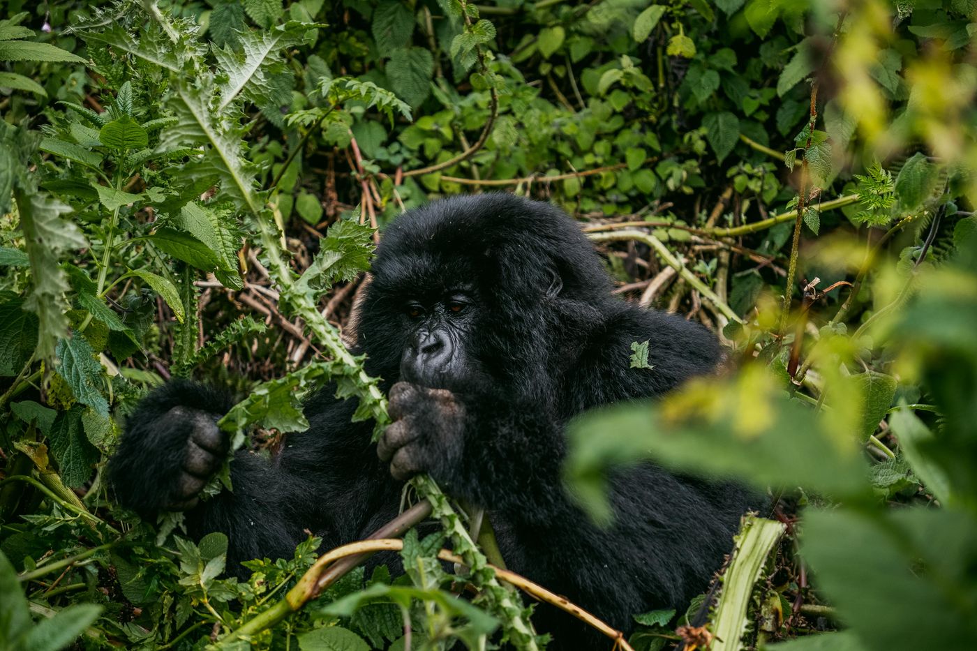 A mountain gorilla feeding in dense green forest