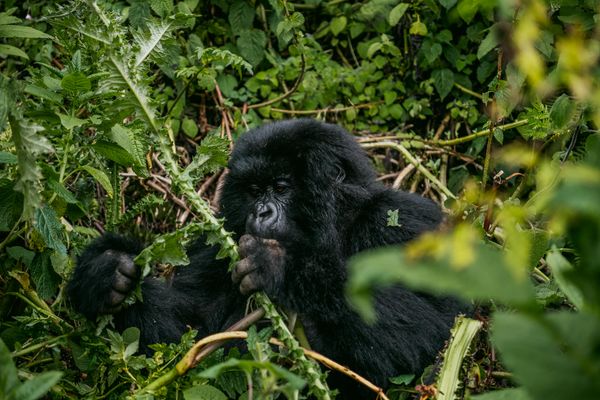 Fly to Bwindi Impenetrable Forest - Uganda Safari Flights