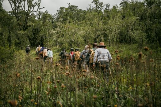 A diverse group of hikers trekking along a lush, green forest trail, showcasing adventure and exploration.