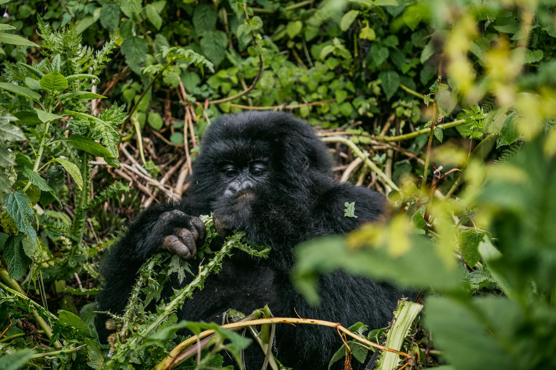 Uganda — Bwindi Gorillas, Uganda