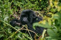 Close-up of a mountain gorilla resting among lush jungle foliage, capturing wildlife in its natural habitat.