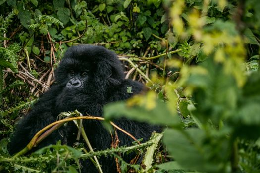 Nyungwe forest chimp tracking — Rwanda