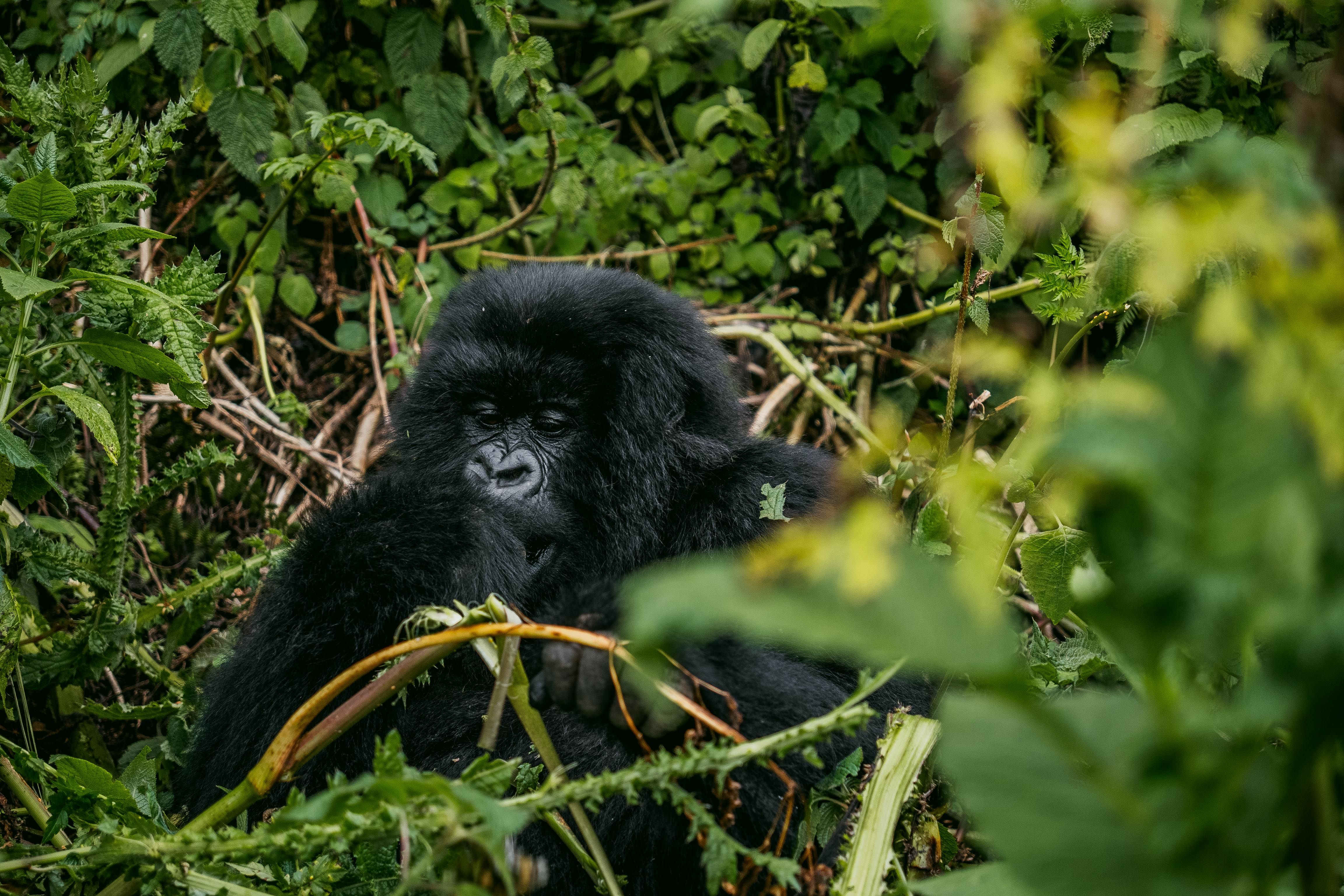 Cours de cuisine ougandaise chez Margaret à Bwindi