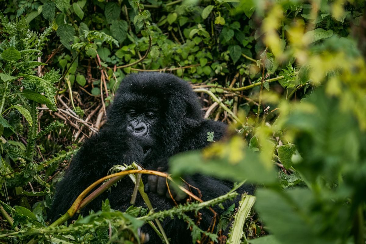Bwindi Forest