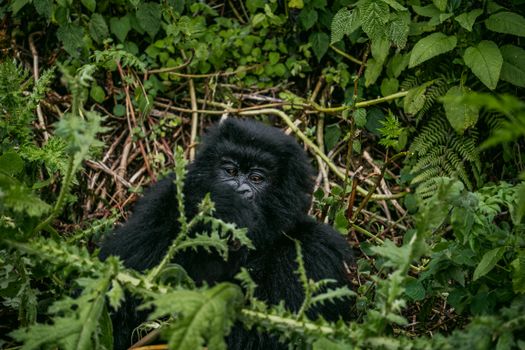 Queen Elizabeth tree-climbing lions — Uganda — Bwindi Gorillas