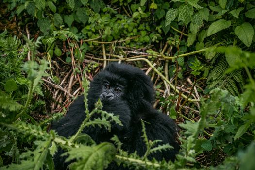 Volcanoes gorilla trekking — Rwanda