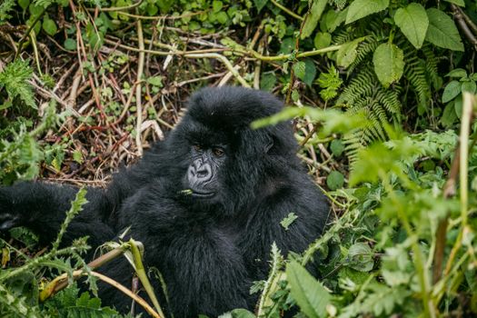 Nyungwe forest chimp tracking — Rwanda