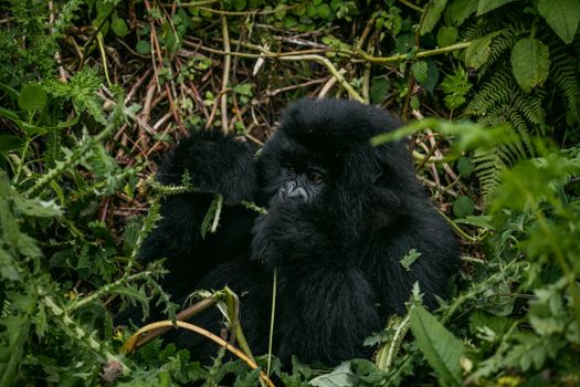 Batwa community visit — Uganda — Bwindi Gorillas