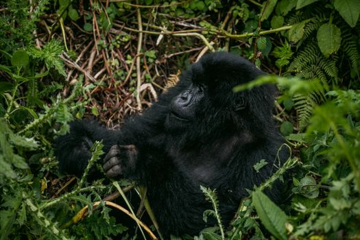 Dian Fossey research centre — Rwanda