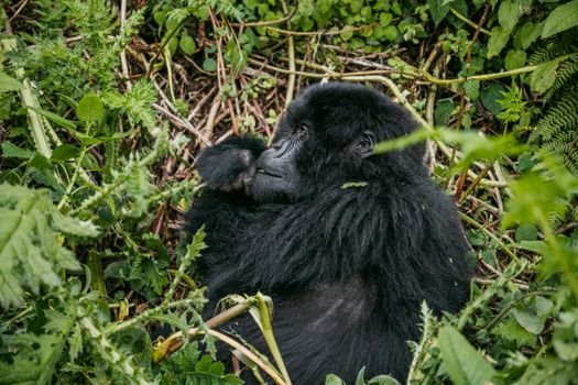 Kibale chimp tracking morning — Uganda — Bwindi Gorillas