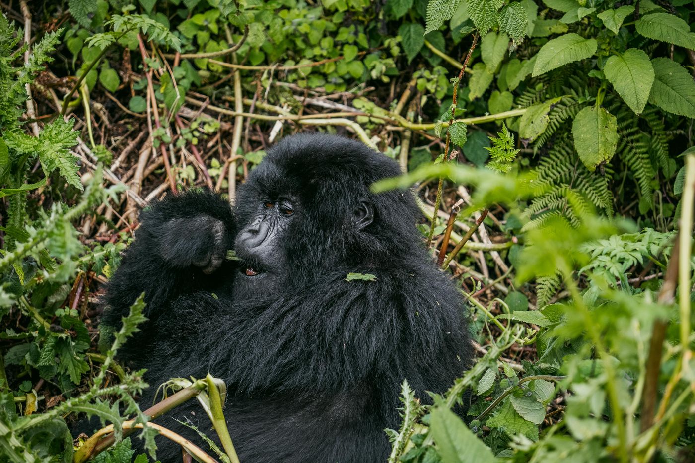 A mountain gorilla resting in dense green foliage, photographed in Rwanda