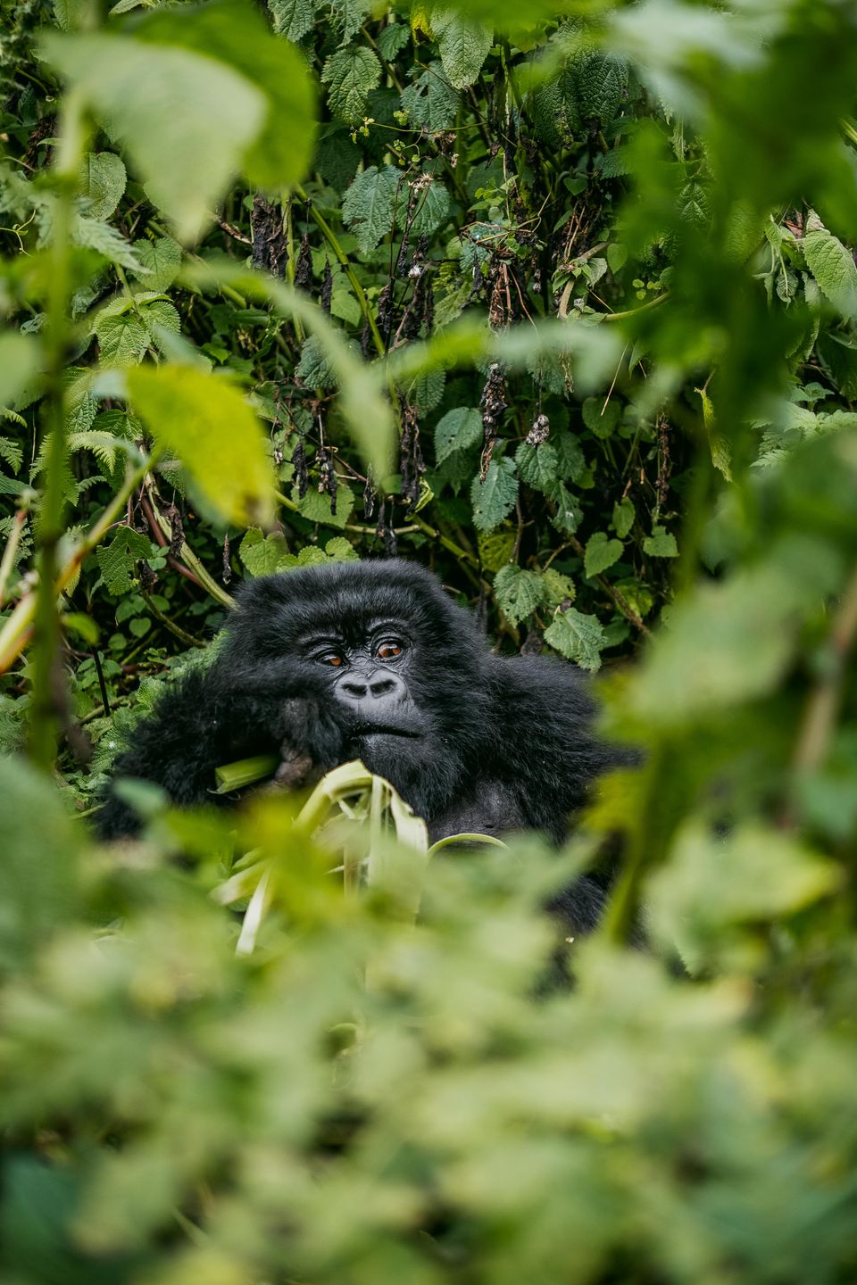3 Day Bwindi Gorilla Trekking