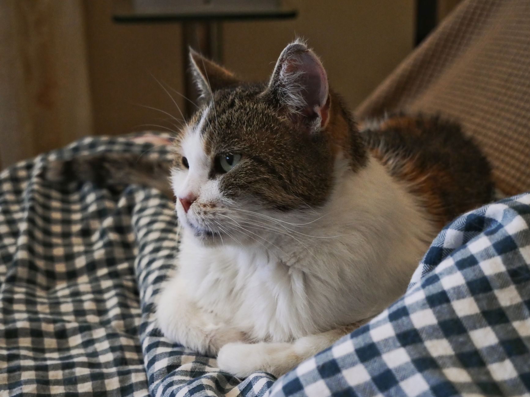 A cat undergoing diagnostic blood testing at a veterinary clinic
