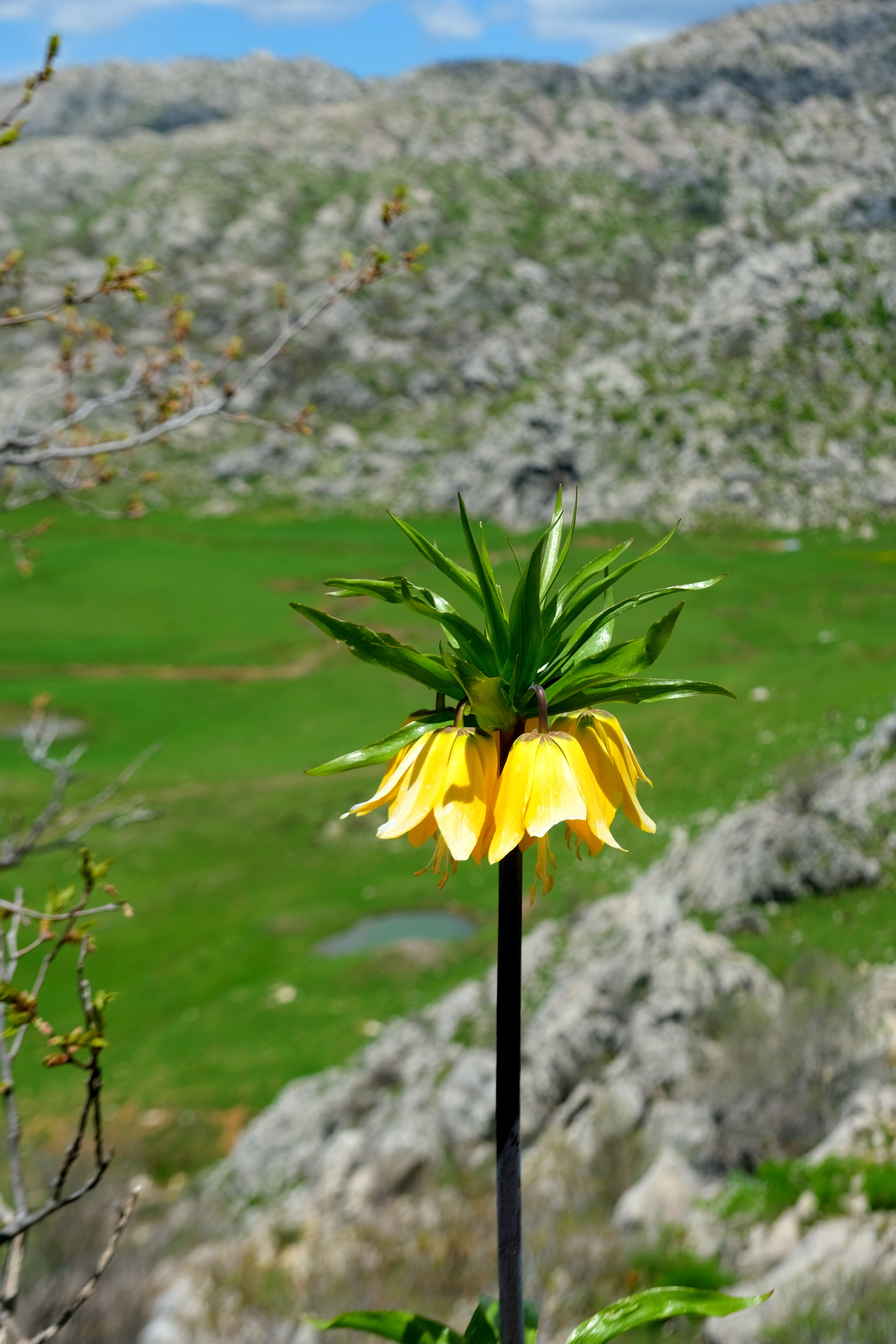 Vibrant yellow crown imperial flower against a lush mountainous backdrop.