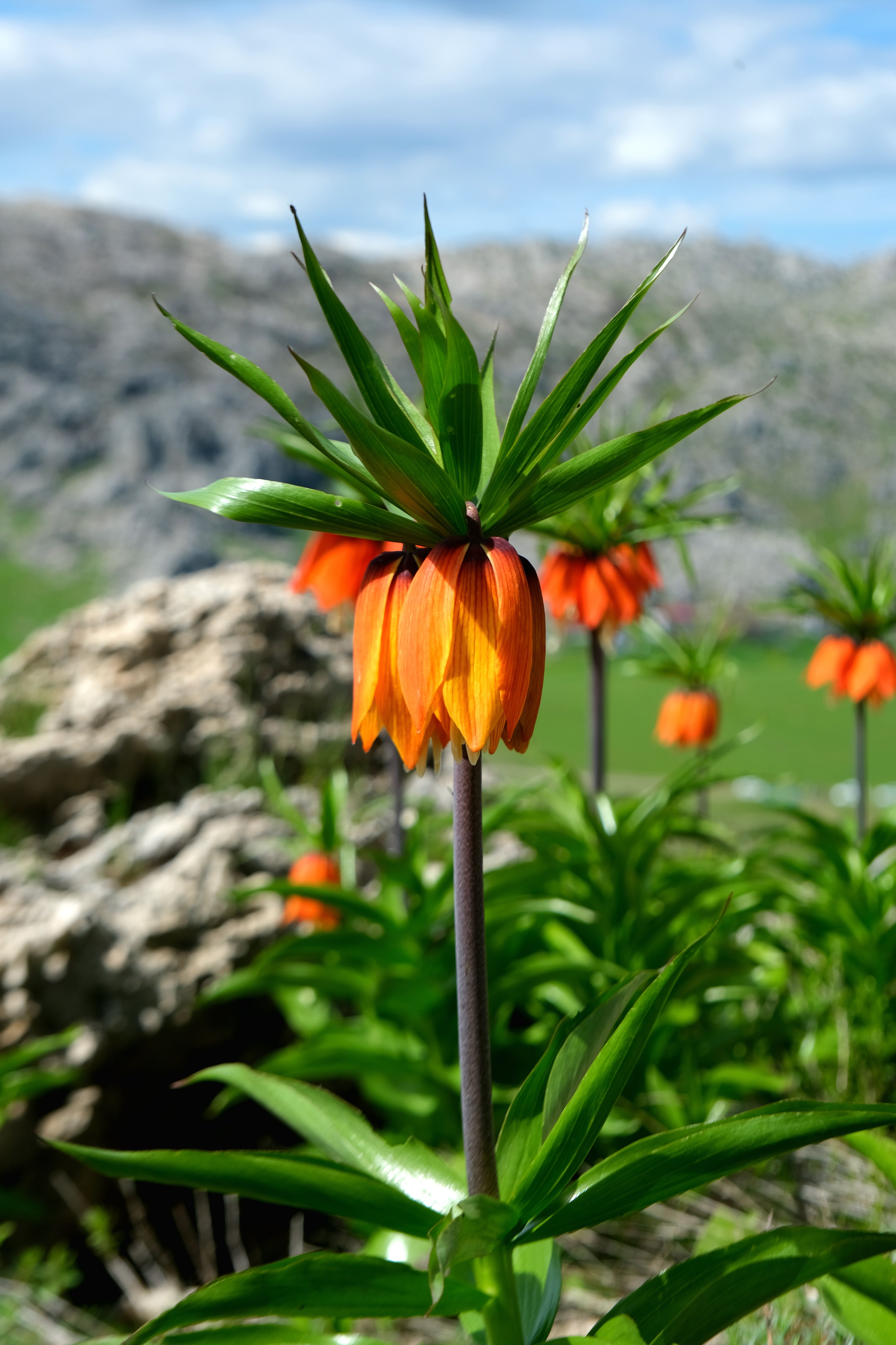 Vibrant Crown Imperial flowers bloom with mountains in the background.