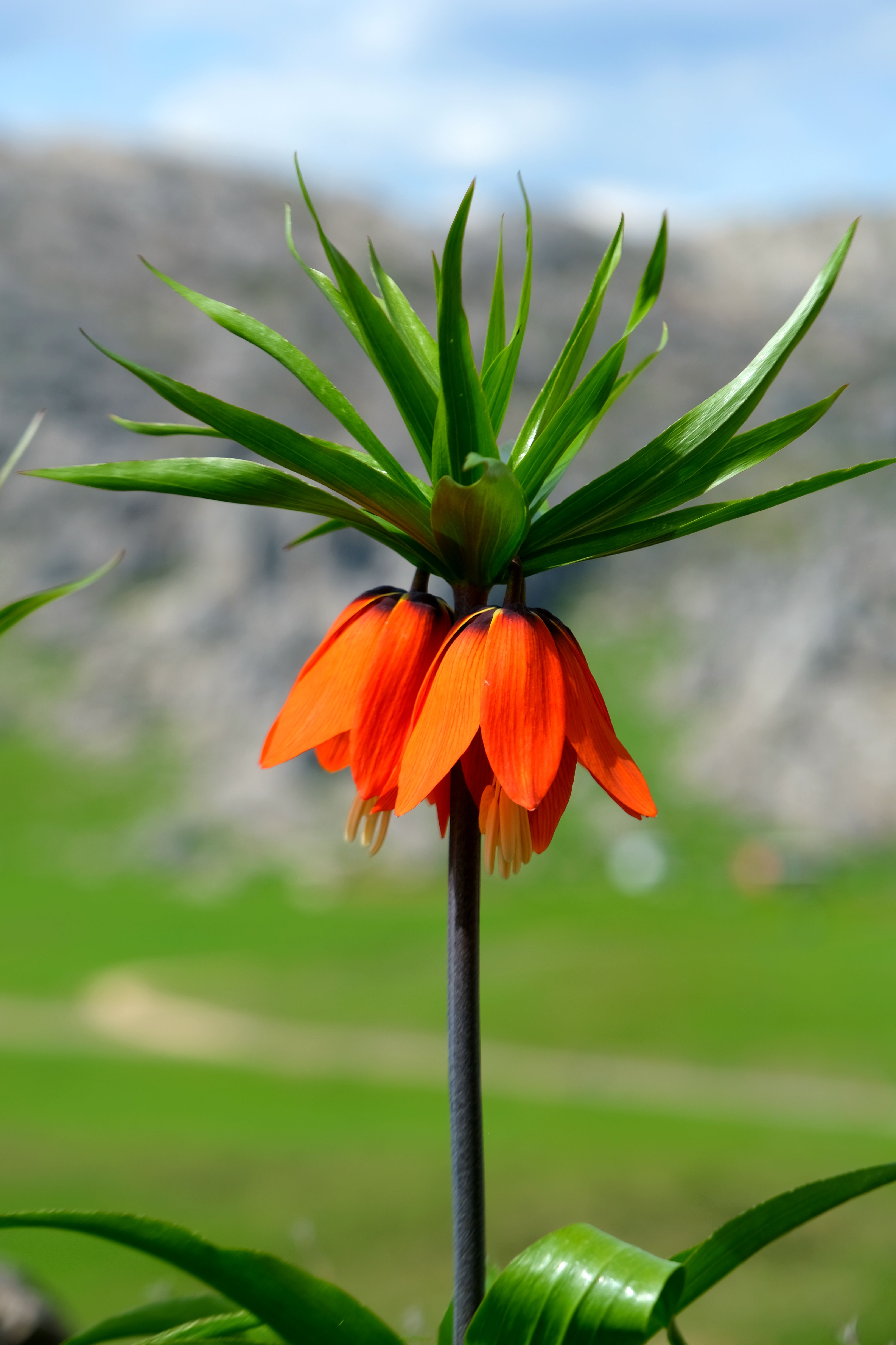 Close-up of a vibrant orange Crown Imperial flower with blurred natural background.