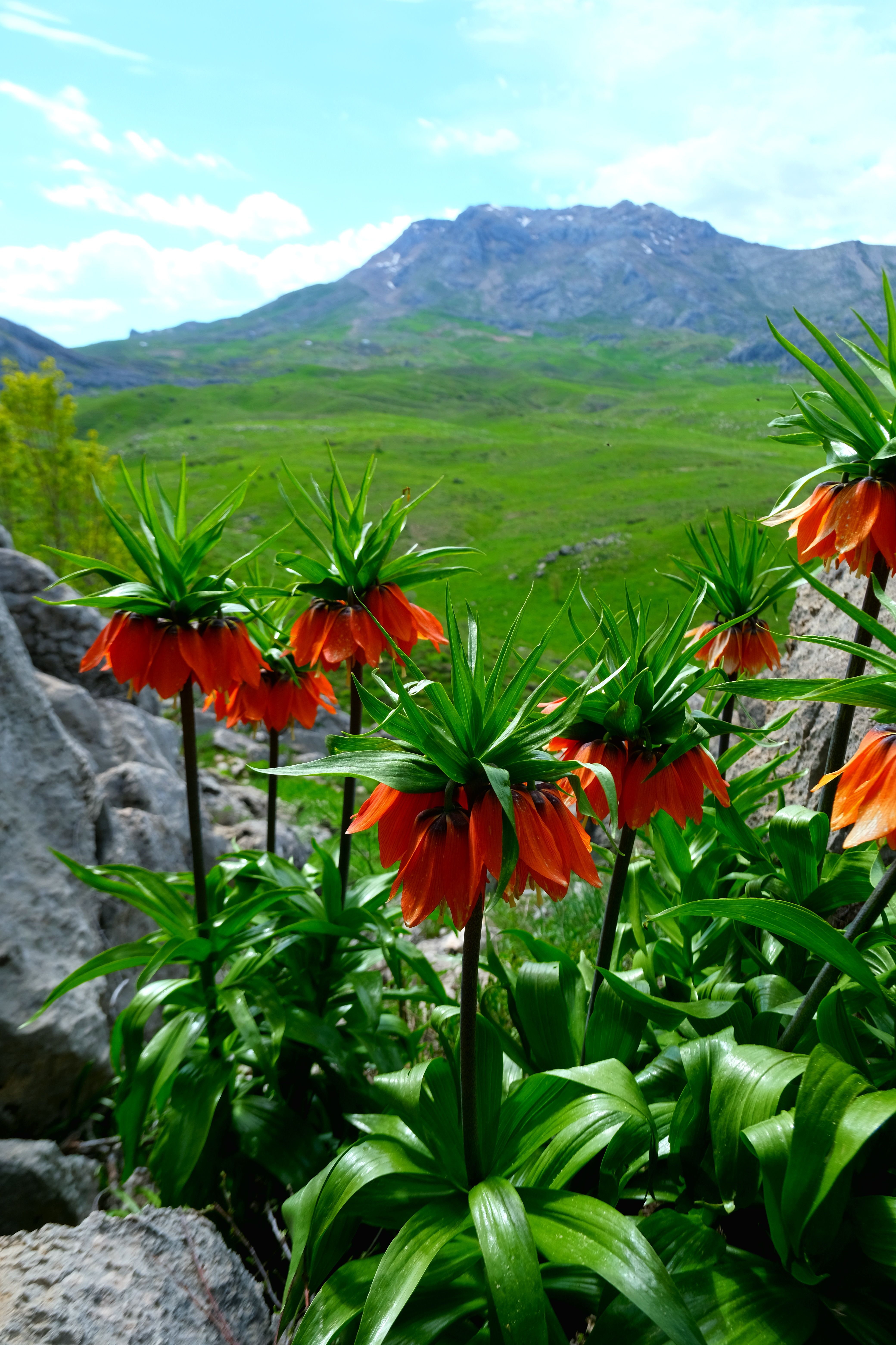 Vibrant Crown Imperial flowers with lush mountains in the backdrop, creating a vivid natural scene.